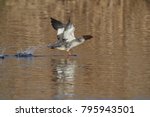 common large merganser