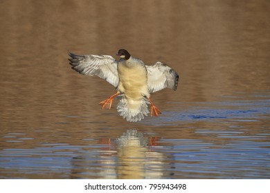 Common Large Merganser