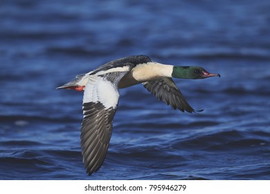 Common Large Merganser