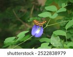 Common Lascar (pantoporia hordonia).Characterized by its striking orange and black bands on the wings.Found primerly in forests and wooded areas of South and South East Asia.