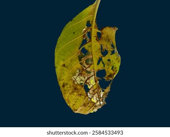 Common leaf disease background. Affects and kills both native and ornamental, beech leaf disease.