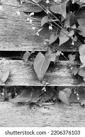 Common Leafy Vines Growing Along The Rustic Wooden Fence.