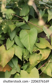 Common Leafy Vines Growing Along The Rustic Wooden Fence.