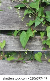 Common Leafy Vines Growing Along The Rustic Wooden Fence.