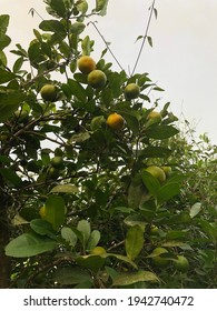 Common Lemon Tree In The Backyard