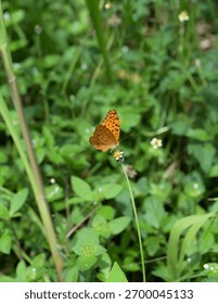 The common leopard butterfly or spotted rustic butterfly 
