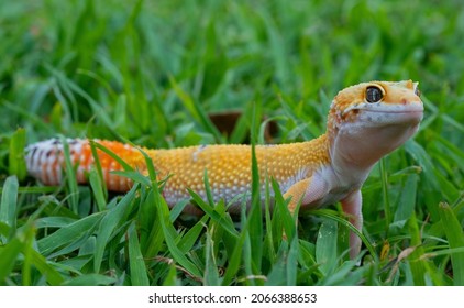 Common Leopard Gecko On The Ground
