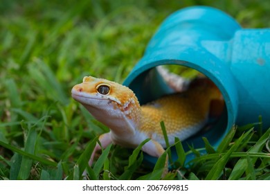 Common Leopard Gecko On The Ground
