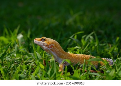 Common Leopard Gecko On The Ground
