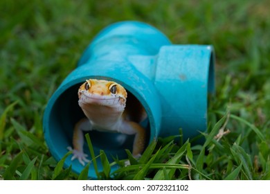 Common Leopard Gecko On The Ground
