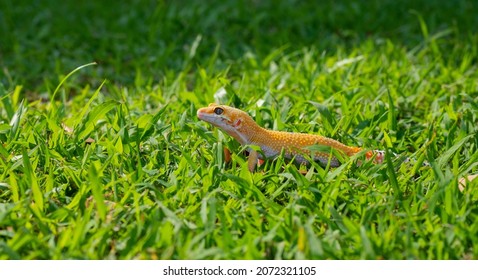 Common Leopard Gecko On The Ground
