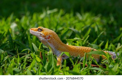 Common Leopard Gecko On The Ground
