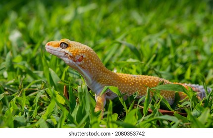 Common Leopard Gecko On The Ground
