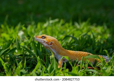 Common Leopard Gecko On The Ground
