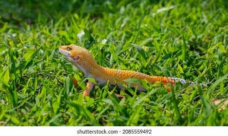 Common Leopard Gecko On The Ground
