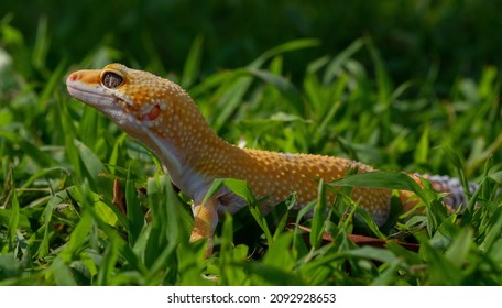 Common Leopard Gecko On The Ground
