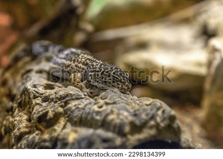 Common leopard gecko sleeping on tree in terrarium. Cute spotted Eublepharis macularius napping on rock, selective focus