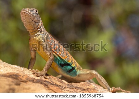 A common lesser earless lizard basking in the sunlight