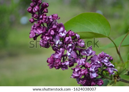 Common Lilac 'Charles Joly' (Syringa vulgaris)