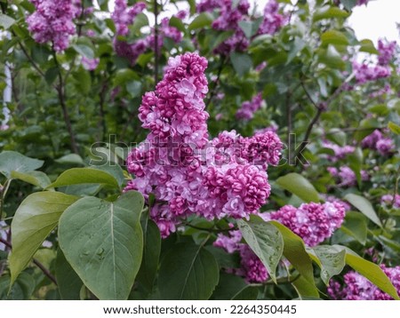 Common Lilac (Syringa vulgaris) blooming with violet-purple double flowers surrounded with green leaves in spring