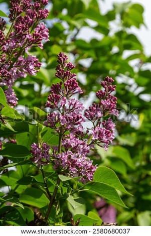 Similar – Image, Stock Photo Flowering lilac in double exposure