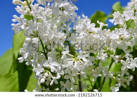 Common lilac Syringa vulgaris with single white flowers and green leaves. Lucky charm flower with 5 petals in centre