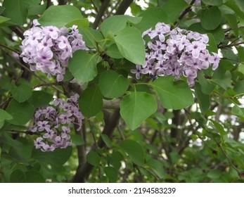 Common Lilac View In Spring