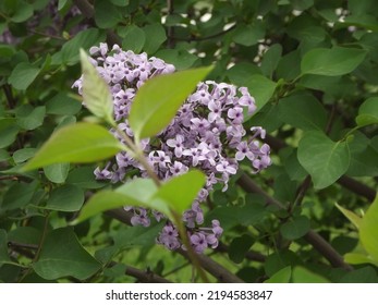 Common Lilac View In Spring