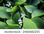 Common lily of the valley (Convallaria majalis) grows in the wild