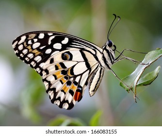 Common Lime Butterfly