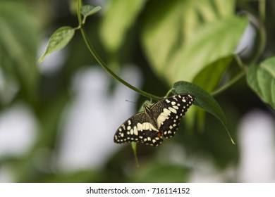 A Common Lime Butterfly (Papilio Demoleus), In The Butterfly Paradise Enclosure At The London Zoo