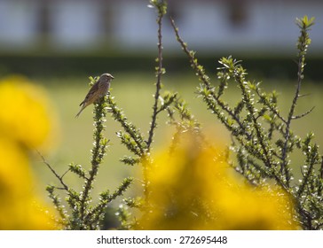 Common Linnet Spotted Outdoors In Bull Island, Dublin