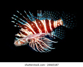    Common Lionfish