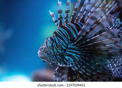 Common Lionfish In Dark Water At The Nuweiba Resort On The Red Sea, A Rare Species Of Endangered Fish, Dark Background.
