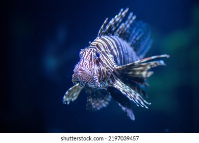 Common Lionfish In Dark Water At The Nuweiba Resort On The Red Sea, A Rare Species Of Endangered Fish, Dark Background.
