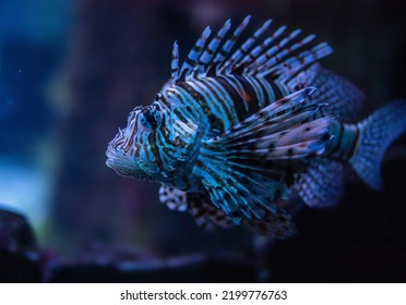 Common Lionfish In Dark Water At The Nuweiba Resort On The Red Sea, A Rare Species Of Endangered Fish, Dark Background.
