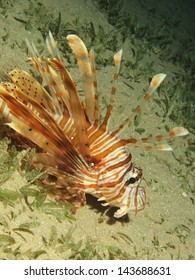 Common Lionfish (pterois Miles)