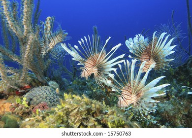 Common Lionfish Pterois Miles