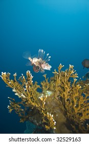 A Common lionfish (Pterois miles) investigating the coral reef, side view.