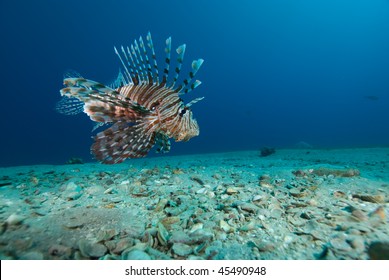 Common Lionfish (Pterois Miles), Low Wide Angle View  Of One Adult Over The Sandy Ocean Floor. Gulf Of Aqaba, Red Sea, Egypt.