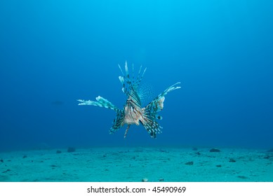 Common Lionfish (Pterois Miles), Low Wide Angle View  Of One Adult Over The Sandy Ocean Floor. Gulf Of Aqaba, Red Sea, Egypt.