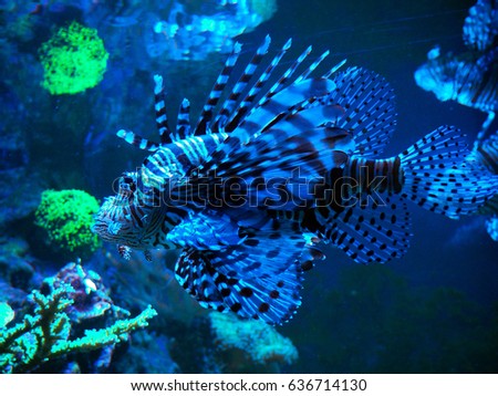 Common Lionfish {Pterois volitans} is an invasive species in the Caribbean. Fish blue Pterois volitans at deep ocean close-up.