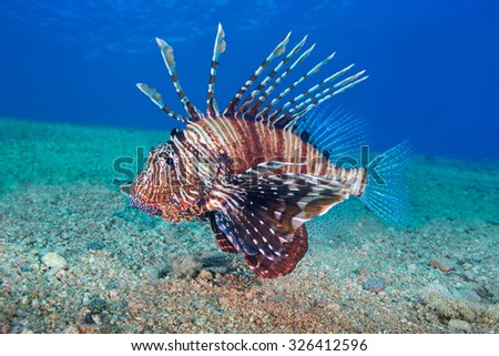 Common Lionfish (Pterois volitans) Underwater photo.