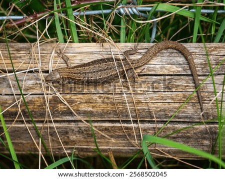 Common Lizard Basking on a Post
