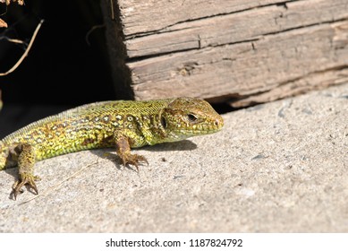 Common lizard closeup.