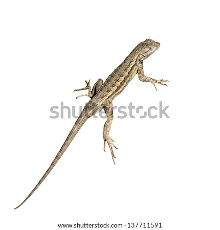 Common Lizard, isolated on white.