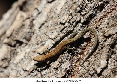 Common Lizard On A Tree