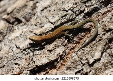 Common Lizard On A Tree