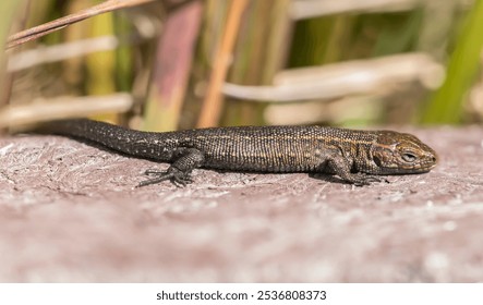 Common Lizard on a wall, close up
