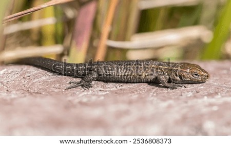 Common Lizard on a wall, close up